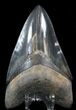 Serrated, Black/Grey Megalodon Tooth - Georgia #39444-1